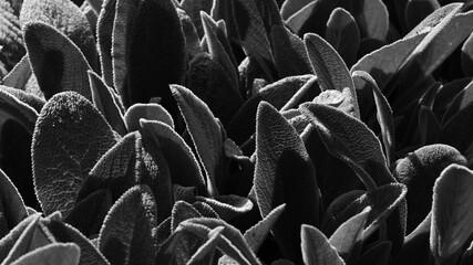 Black and white photo of the texture of broad-leaved ornamental plants