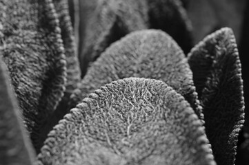 Black and white photo of the texture of broad-leaved ornamental plants