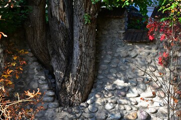  A stone fence overgrown with ivy with red and green autumn leaves with big tree trunk growing through
