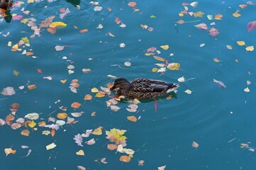 Obraz premium Ducks feeding on the surface of calm water covered with yellow autumn leaves in the park