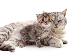 One kitten with a cat.