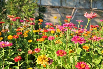 Obraz premium flower, 뜰, 네이처, flower, 식물, 분홍, 봄, 여름, 블로섬, 미, 들판, 개화, yellow, red, 공원, 목초지, 식물, 꽃, beautiful, 나뭇잎, 보라색, 다채로운, 개화, 햇빛