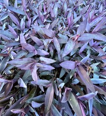 close up of purple and green leaves