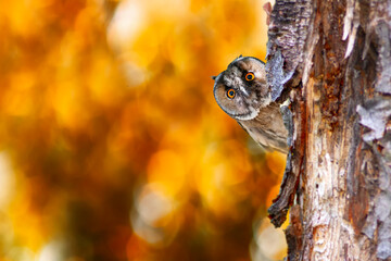 An owl watching you with its curious gaze. Bird: Long eared Owl. (Asio otus). Colorful nature background.