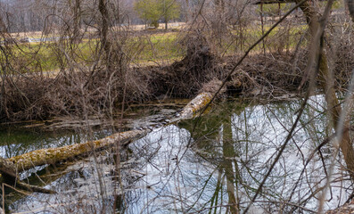 Log of tree across water