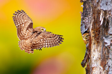 An owl flying towards its nest and a baby owl waiting for it. Colorful nature background. Little...