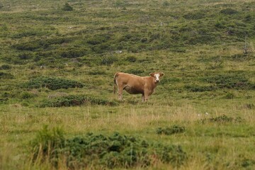 Beautiful view of a cows grazing in the field