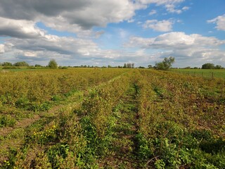 field of blueberries