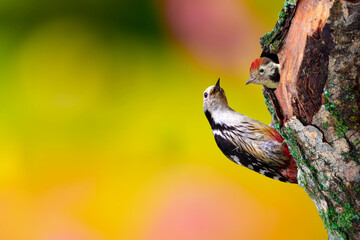 A woodpecker comes to its nest to feed its chicks. Colorful nature background. Bird: Middle Spotted...