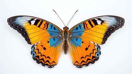  a large orange and blue butterfly sitting on top of it's back legs with its wings spread wide open.