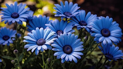 Blue daisies in the garden. Shallow depth of field. Springtime  concept with a space for a text. Valentine day concept with a copy space.