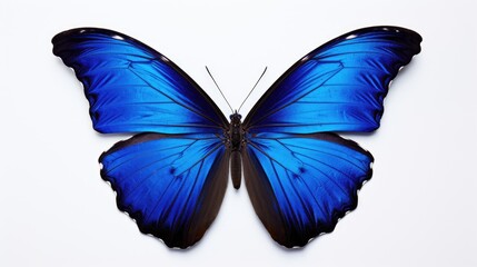  a blue butterfly sitting on top of a white surface with its wings spread open and facing the side of the frame.