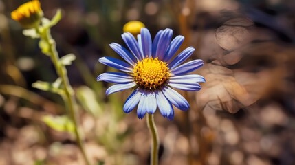 Beautiful blue daisy flower in the spring garden. Selective focus. Springtime  concept with a space for a text. Valentine day concept with a copy space.
