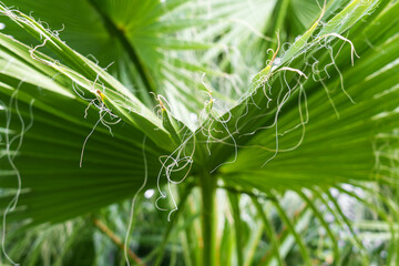 Long thread-like fibers of Washingtonia filifera palm leaf. Tropical tree leaves and with threads