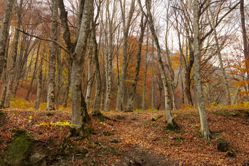 Autumn in the woods with lots if leaves and trees.