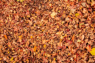 Lots of colorful autumn leaves in the forest. High angle view of the leaves