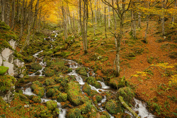 Otoño en el Hayedo