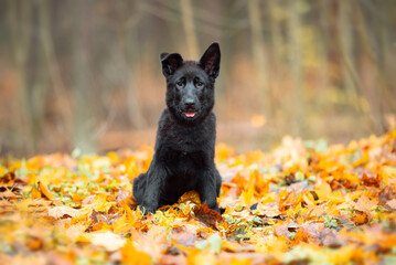 Beautiful pure black german shepherd puppy portrait outdoor, autumn blurred background in forest