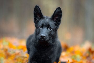 Beautiful pure black german shepherd puppy portrait outdoor, autumn blurred background in forest