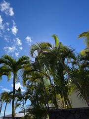 Palm Trees and Sky