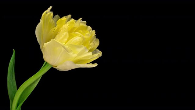 Timelapse of yellow tulip flower blooming on black background with place for text or image.