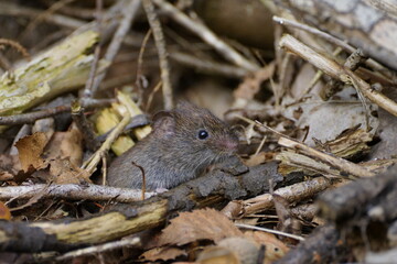 vole in action