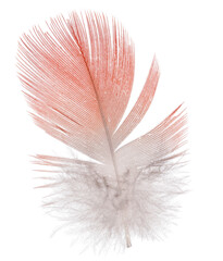 red parrot small feather isolated on white