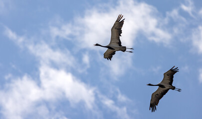 Fototapeta premium two cranes flying in sky with clouds