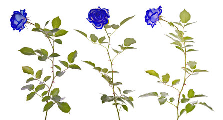 isolated little beautiful bright blue three roses