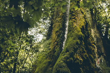 Background. Waterfall in the forest. Wallpaper. Summer memories. Nostalgic. 