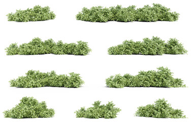 3d illustration of garden plants isolated on transparent background via an alpha channel. High resolution for digital composition and architecture visualization