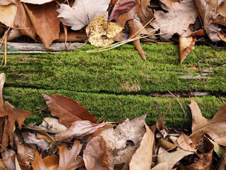 green moss on wood in forest