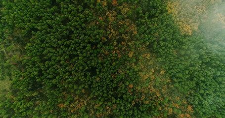 Aerial wood. Drone trees. Green yellow foliage in autumn forest beautiful park national wildlife reserve in morning top view.