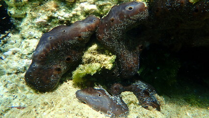 Kidney sponge or chicken liver sponge (Chondrosia reniformis) close-up undersea, Aegean Sea, Greece, Halkidiki