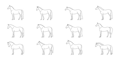 Set of outline of horses of riding breeds of different conformation