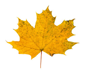 maple leaf isolated on white