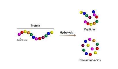 Protein Digestion, hydrolysis. Proteases Enzymes are digesting and breaking the protein into small peptide chains then into single amino acids, to be absorbed into the blood stream. Vector design.