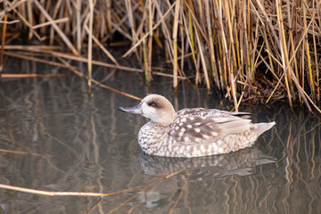 Marbled Teal (Marmaronetta angustirostris) spotted outdoors
