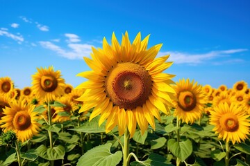 A field of blooming sunflowers under a clear blue sky