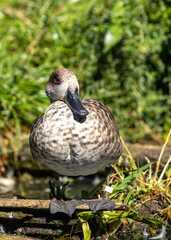 Marbled Teal (Marmaronetta angustirostris) spotted outdoors