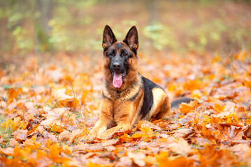 Beautifu black and tan german shepherd portrait outdoor, autumn blurred background in forest