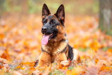 Beautifu black and tan german shepherd portrait outdoor, autumn blurred background in forest