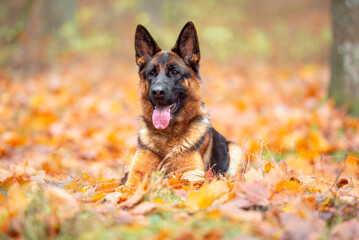 Beautifu black and tan german shepherd portrait outdoor, autumn blurred background in forest