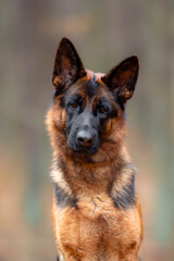 Beautifu black and tan german shepherd portrait outdoor, autumn blurred background in forest