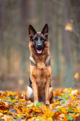 Beautifu black and tan german shepherd portrait outdoor, autumn blurred background in forest
