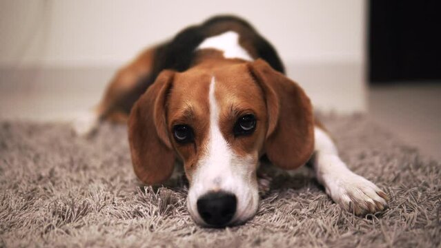 Closeup shot of an adorable beagle lying on a rug, rolling its eyes and moving eyebrows