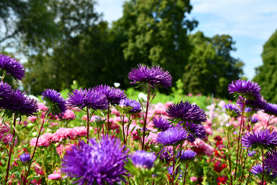 Sommerastern