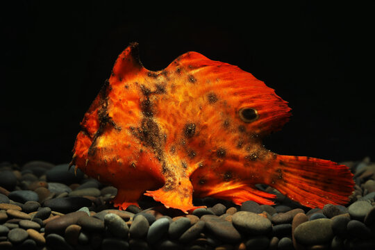 Brackishwater frogfish or freshwater frogfish (Antennarius biocellatus)