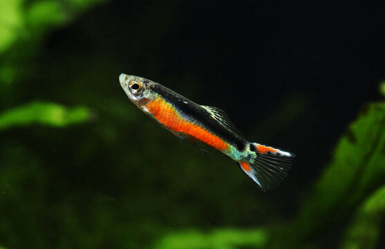 Santa Maria Endler or Bleeding heart Endler guppy fish