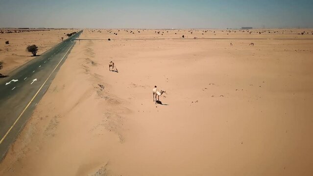 Aerial view of camels in a desert